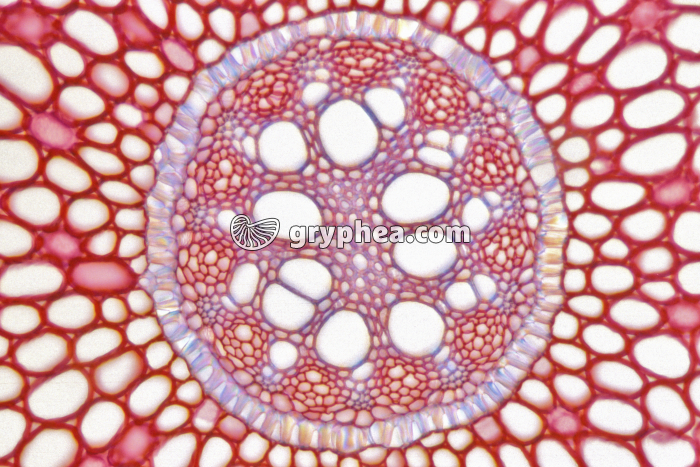 Racine d'Iris - détail du cylindre central CT x40 - gryphea.com